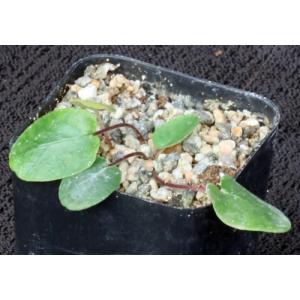 Dorstenia brasiliensis 2-inch pots