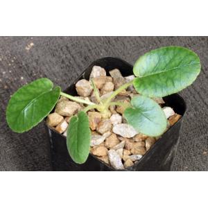 Dorstenia brasiliensis 2-inch pots