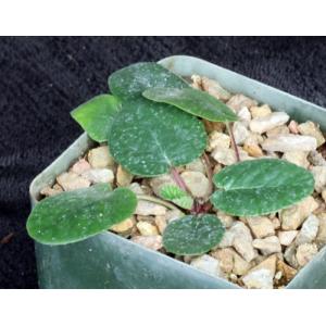Dorstenia brasiliensis 4-inch pots
