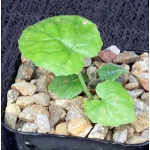 Dorstenia contrajerva 2-inch pots