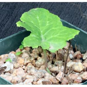 Dorstenia contrajerva 5-inch pots
