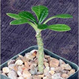Dorstenia gigas 3-inch pots