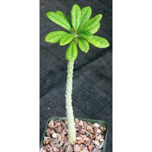 Dorstenia gigas 4-inch pots