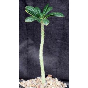 Dorstenia gigas 5-inch pots
