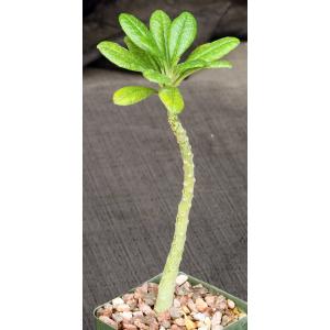 Dorstenia gigas 5-inch pots