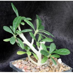 Dorstenia gigas 5-inch pots