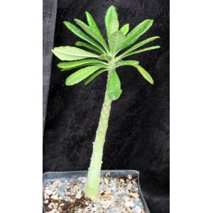 Dorstenia gigas one-gallon pots