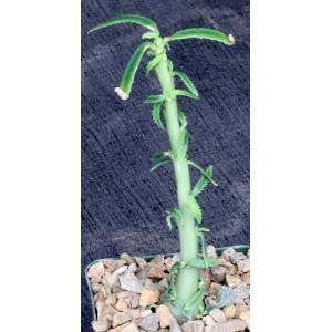 Dorstenia hildebrandtii var. crispum 4-inch pots