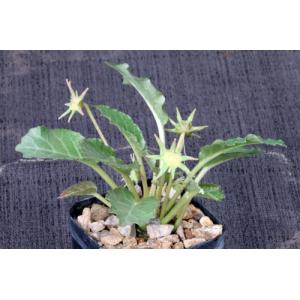 Dorstenia horwoodii 3-inch pots