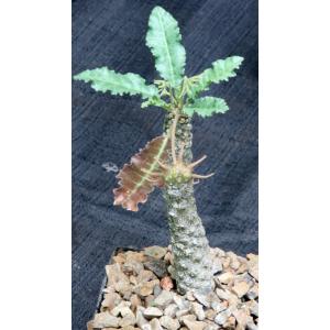 Dorstenia horwoodii 5-inch pots