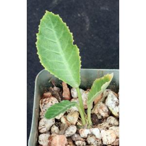 Dorstenia horwoodii 2-inch pots