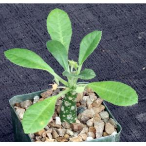 Dorstenia hybrid 4-inch pots