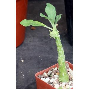 Dorstenia hybrid 4-inch pots
