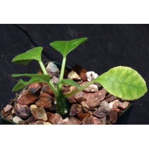 Dorstenia hybrid 3-inch pots