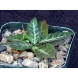 Dorstenia crispa var. lancifolia 2-inch pots