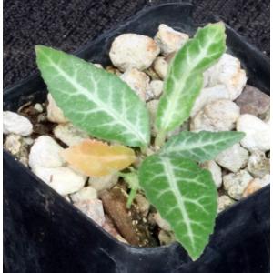 Dorstenia crispa var. lancifolia 2-inch pots