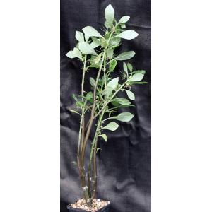 Dorstenia mannii 5-inch pots