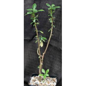 Dorstenia mannii one-gallon pots