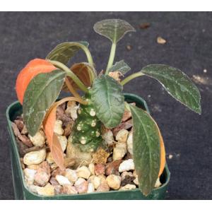 Dorstenia foetida 3-inch pots