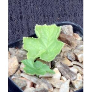 Dorstenia drakena 2-inch pots