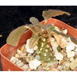Dorstenia foetida 4-inch pots