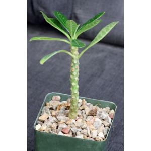 Dorstenia gigas (cutting) 4-inch pots