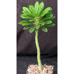 Dorstenia gigas 5-inch pots