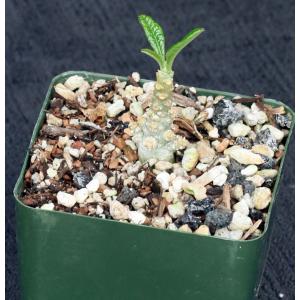 Dorstenia gigas 4-inch pots