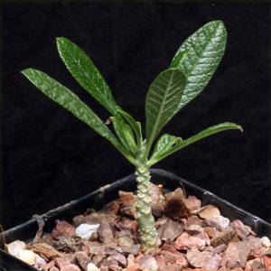 Dorstenia gigas 5-inch pots