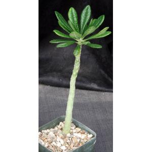 Dorstenia gigas 5-inch pots