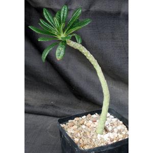 Dorstenia gigas (cutting) one-gallon pots