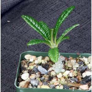 Dorstenia gigas 4-inch pots