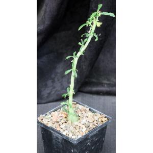 Dorstenia hildebrandtii var. crispum 5-inch pots