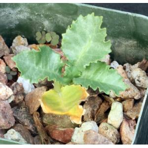 Dorstenia horwoodii 2-inch pots