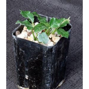 Dorstenia horwoodii 2-inch pots