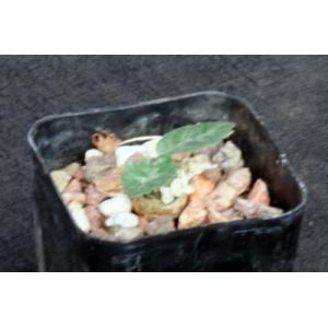 Dorstenia horwoodii2-inch pots