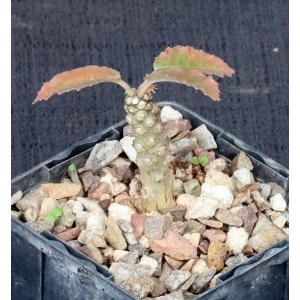 Dorstenia horwoodii 4-inch pots