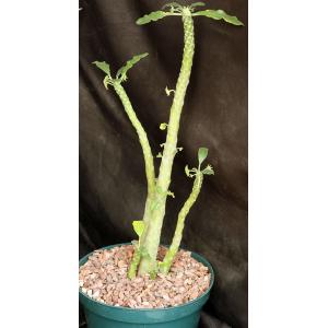 Dorstenia hybrid 8-inch pots