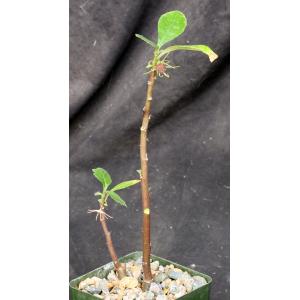 Dorstenia mannii 4-inch pots