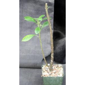 Dorstenia mannii 4-inch pots