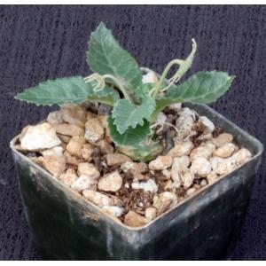 Dorstenia sp. B&L 877 3-inch pots