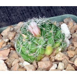 Dolichothele albescens 4-inch pots