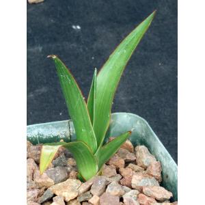 Dracaena draco 4-inch pots