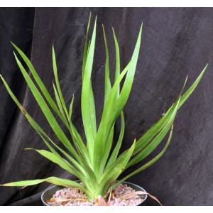 Dracaena draco 8-inch pots