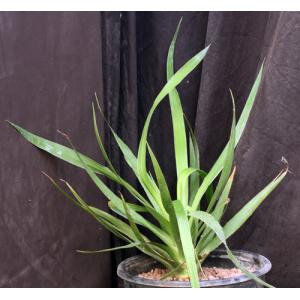 Dracaena draco 3-gallon pots