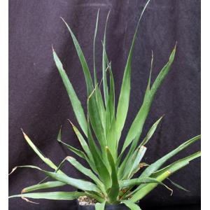 Dracaena draco one-gallon pots