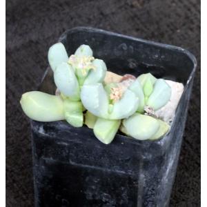 Dracophilis montis-draconsis 2-inch pots