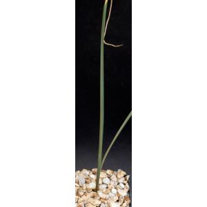Drimia angustifolia 4-inch pots
