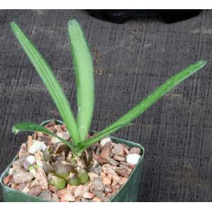 Drimia haworthioides 4-inch pots