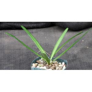 Drimia haworthioides 3-inch pots